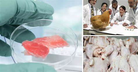 Lab grown chicken meat. Things To Know About Lab grown chicken meat. 